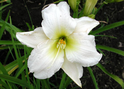 daylilies: GENTLE SHEPHERD