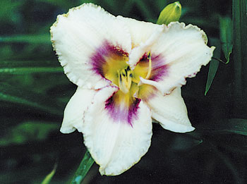 daylilies: HEADY WINE