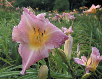 daylilies: ANWYN (VT)