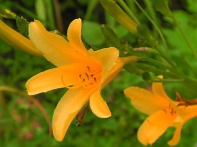 daylilies: H. coreana