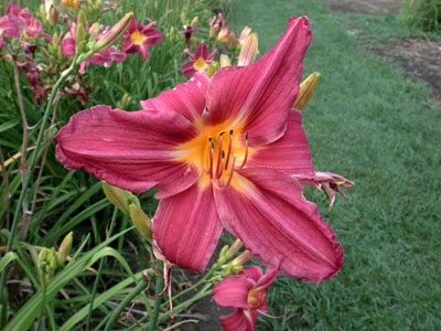 daylilies: HIGH POINT (VT)