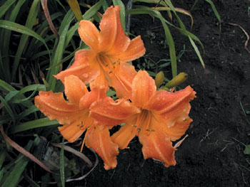 daylilies: HOME COMPANION (VT)