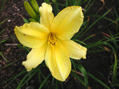 daylilies: HYPERION ELITE
