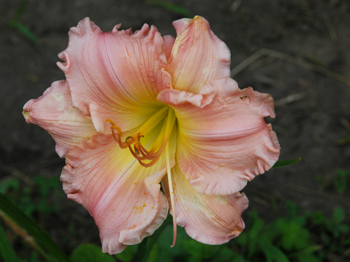 daylilies: JOYLENE NICOLETTE