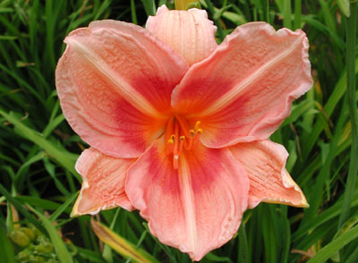 daylilies: JULIE PETERS