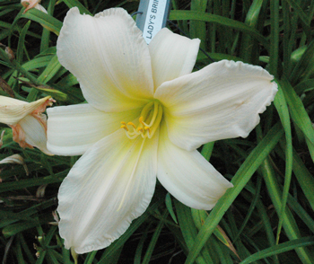 daylilies: LADY'S BRIM