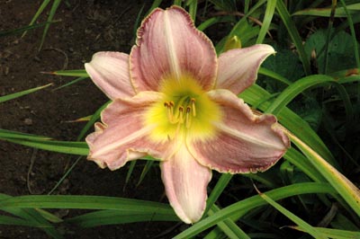 daylilies: AUBERGINE DELIGHT
