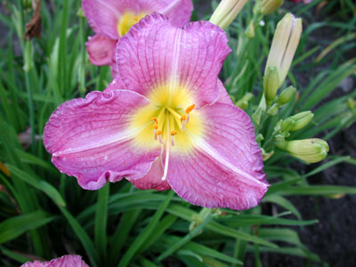 daylilies: LAVENDER LUXURY