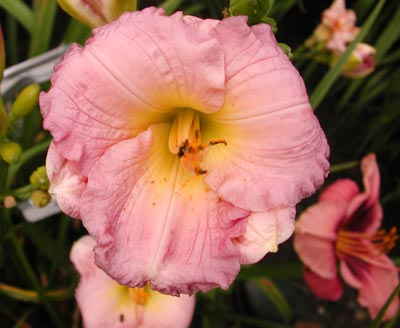 daylilies: LAVENDER MINUTIA