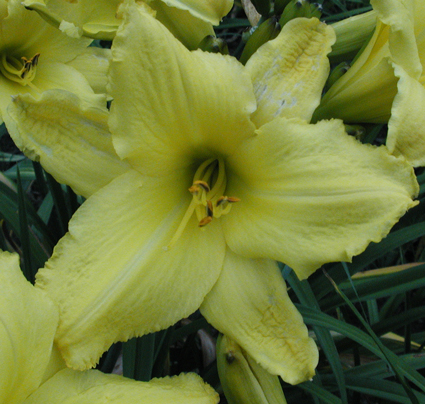 daylilies: LEMON LACE