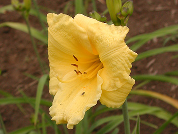 daylilies: LEMON LOLLIPOP