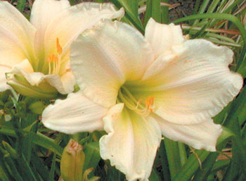 daylilies: LIME SORBET (VT)