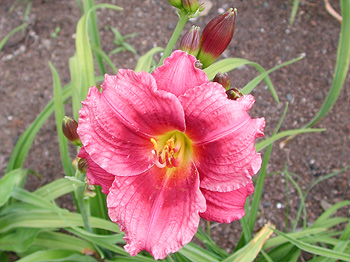 daylilies: LITTLE CRANBERRY COVE