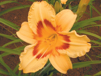 daylilies: LITTLE FLIRT