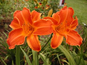 daylilies: AUTUMN FIRES (VT)