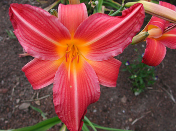 daylilies: LOLLIPOP CERISE (VT)