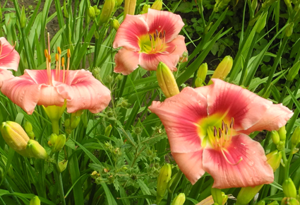 daylilies: LOUISIANA EDITH