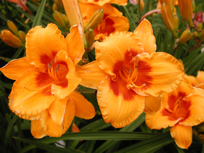 daylilies: LOVE THOSE EYES
