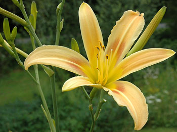 daylilies: AUTUMN MINARET