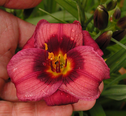 daylilies: BABY BEAR