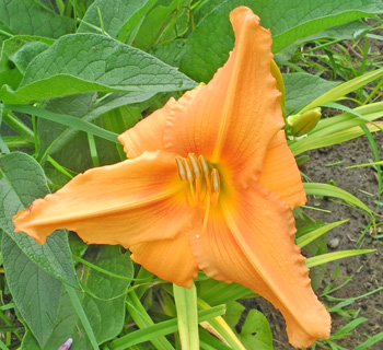 daylilies: MING TANGERINE (VT)