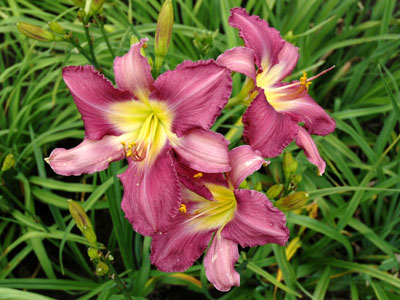 daylilies: MOKAN VIOLET