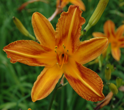 daylilies: BAGDAD (VT)