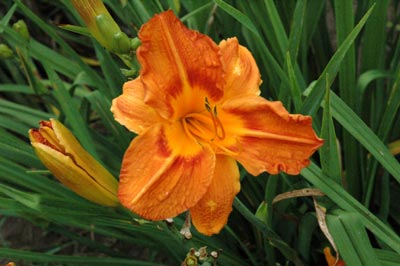 daylilies: OLALLIE CHRISTOPHER