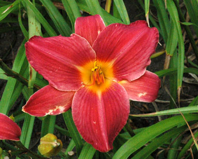 daylilies: OLALLIE HARMONY