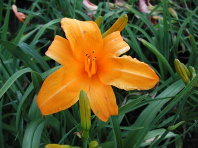 daylilies: OLALLIE HARVEST