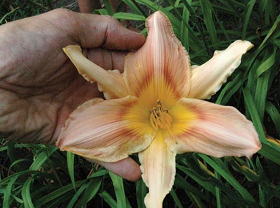 daylilies: OLALLIE JEWEL