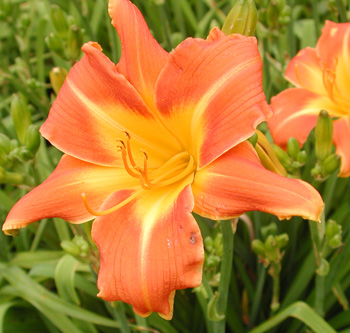 daylilies: OLALLIE KATHLEEN