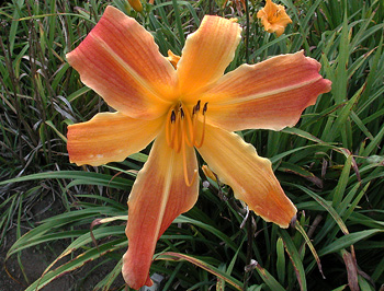 daylilies: OLALLIE QUINN (VT)