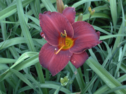 daylilies: OLALLIE RED EAGLE