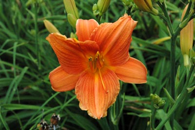 daylilies: ORANGE PERSIMMON (VT)