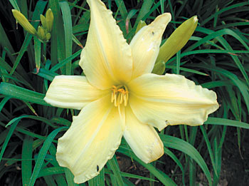 daylilies: OUTLOOK (VT)