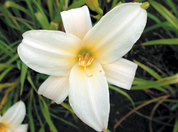 daylilies: PALE LIGHT (VT)