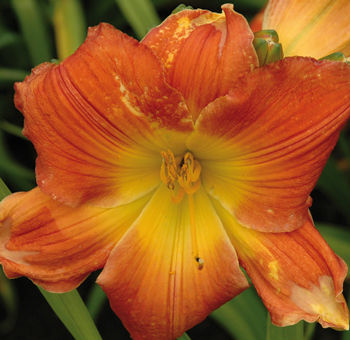 daylilies: PAT MERCER