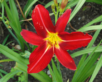 daylilies: BENGAL FIRE