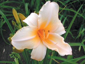 daylilies: PEACH ICE (VT)