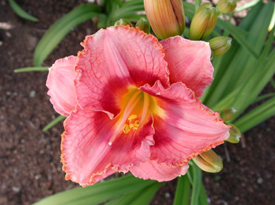 daylilies: BEST OFFER