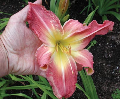 daylilies: PINK SUPER SPIDER