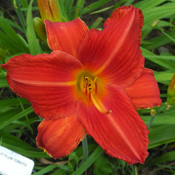 daylilies: PLUM TOMATO (VT)