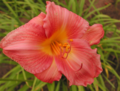 daylilies: PURPLE HINTS (VT)