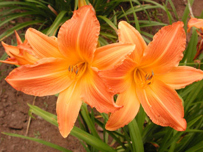 daylilies: RAJASTAN SANDS (VT)