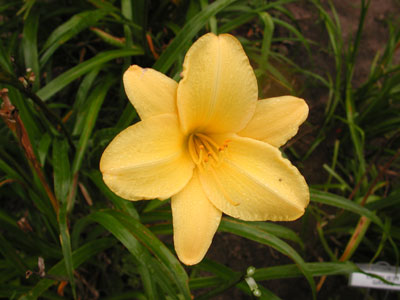 daylilies: RASPBERRY LEMON