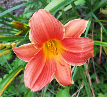 daylilies: RED PERSIMMON (VT)