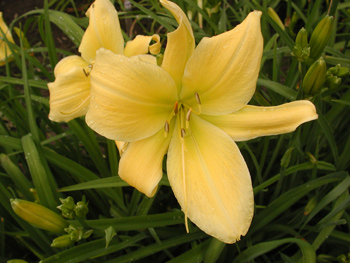 daylilies: BIG BIRD