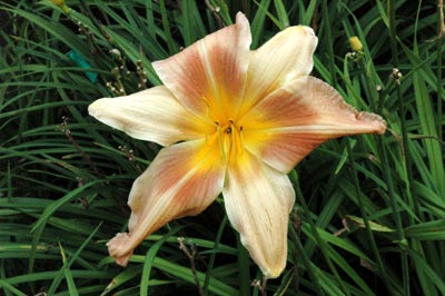daylilies: RITE OF SPRING