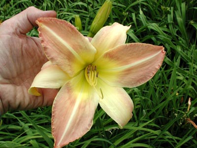 daylilies: BIG DOLLY